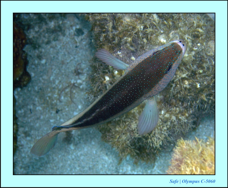 2005 - 11 - Maragogi - parc marin de gales 31.JPG